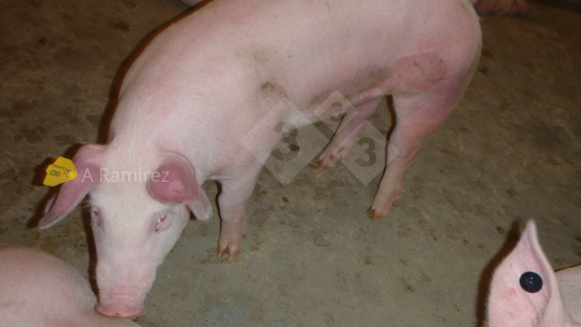 Photo 1: Pig with red (hyperemic) ears and belly suggesting systemic illness.